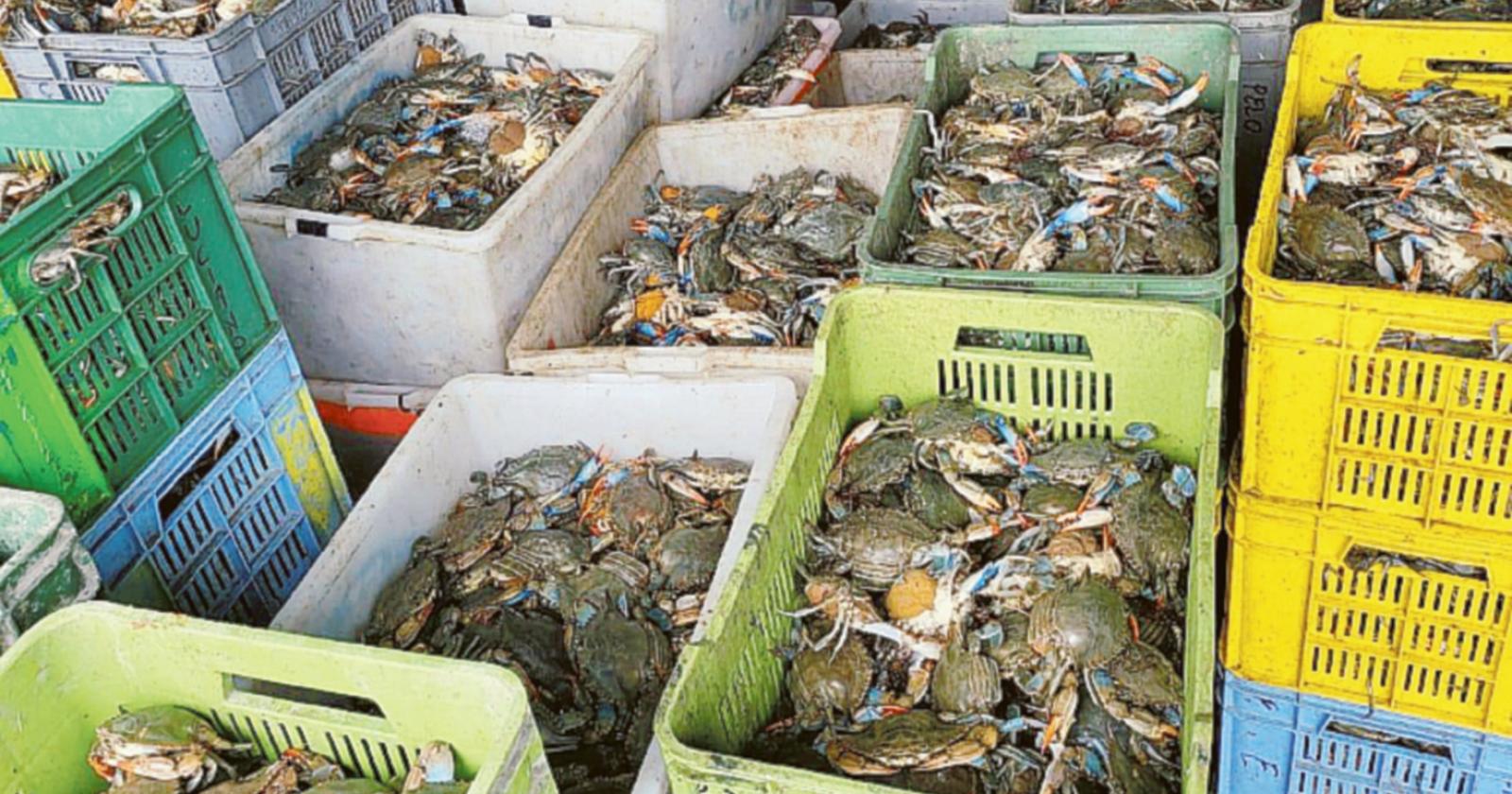 Granchi, &egrave; partito lo smaltimento