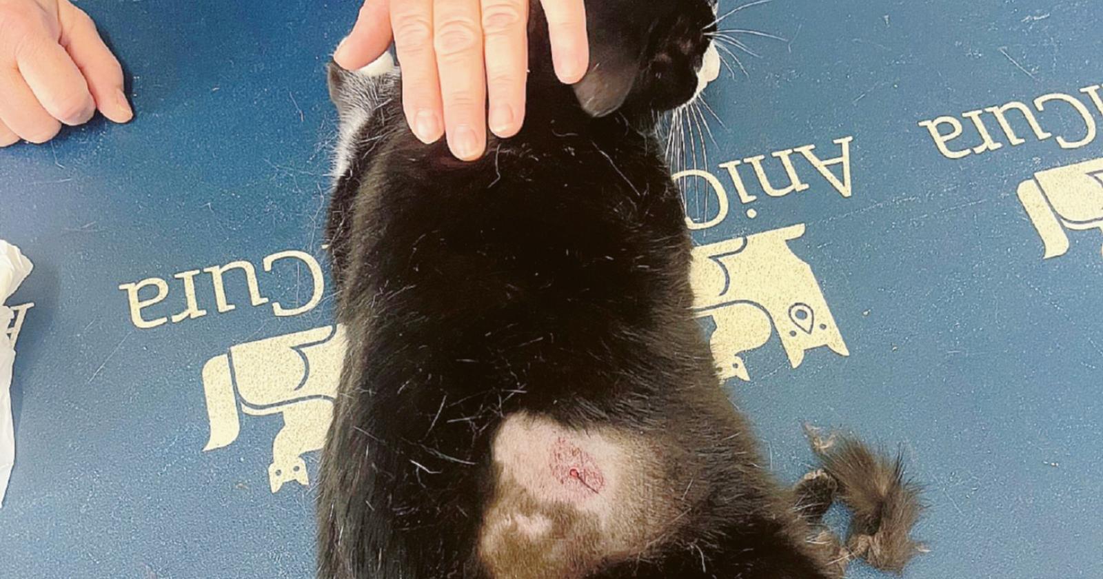 Orrore e choc: micio preso a fucilate