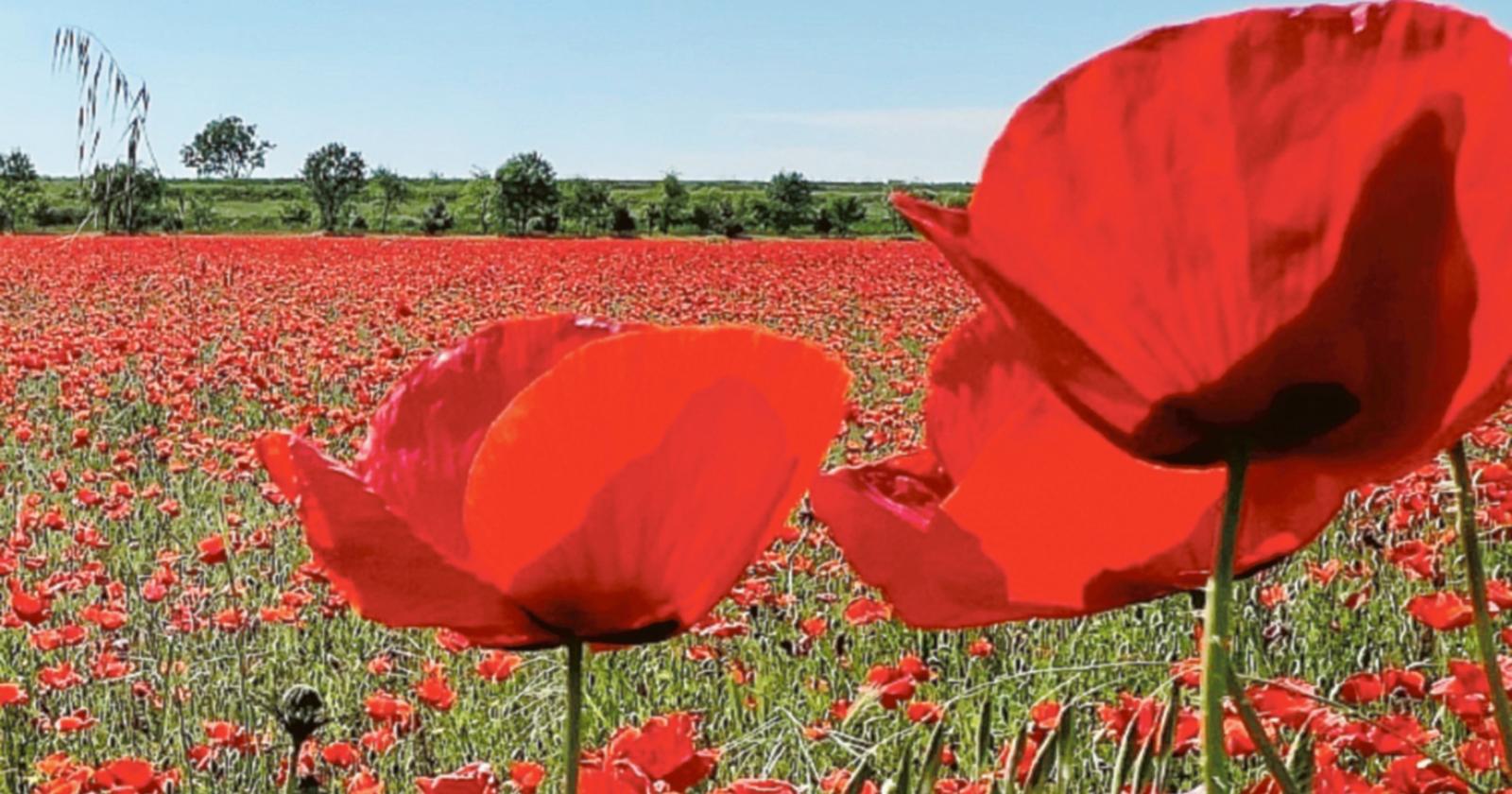 Uno sterminato campo di papaveri nel Delta