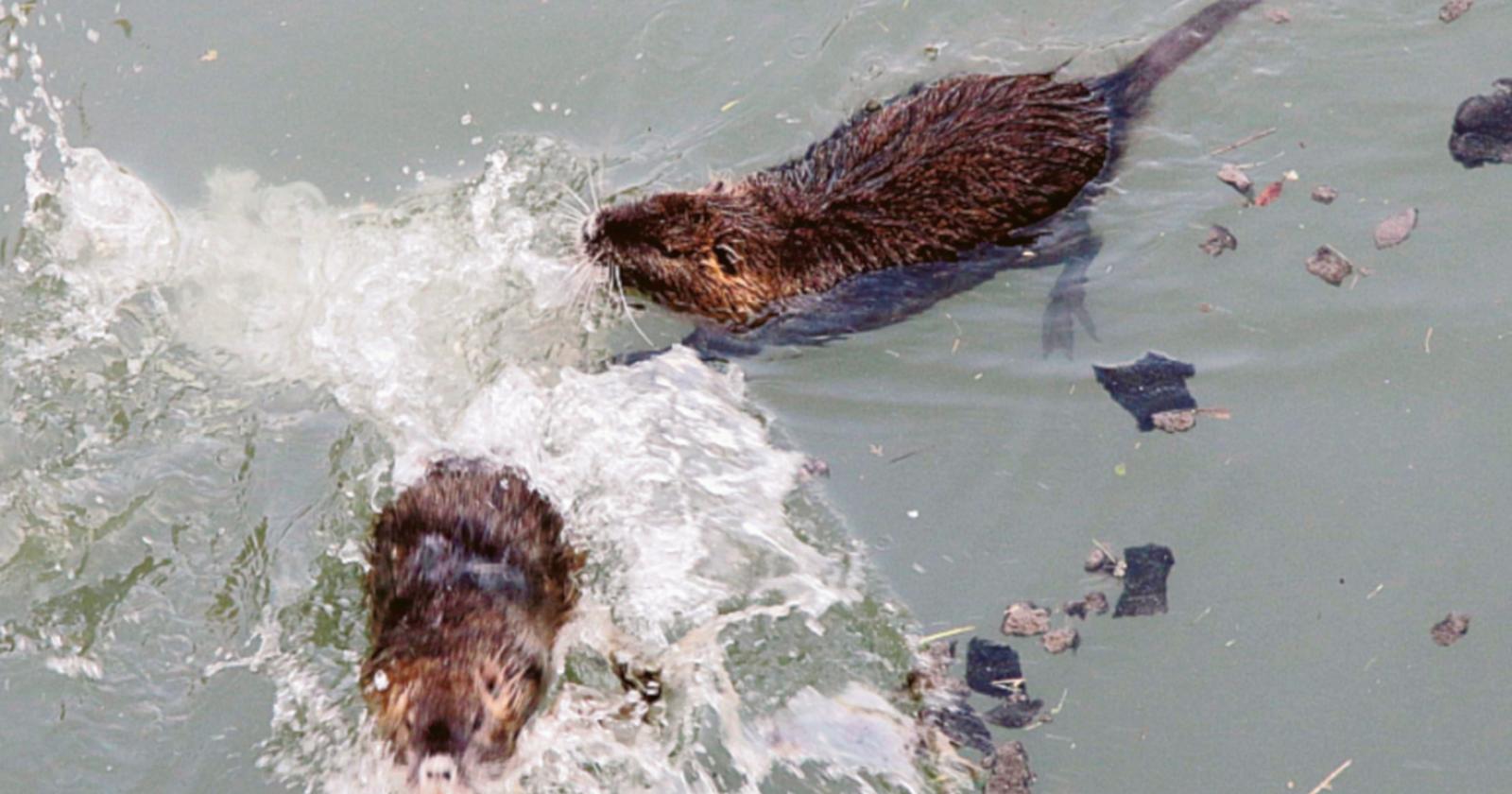 “Nutrie? Necessario intervenire”