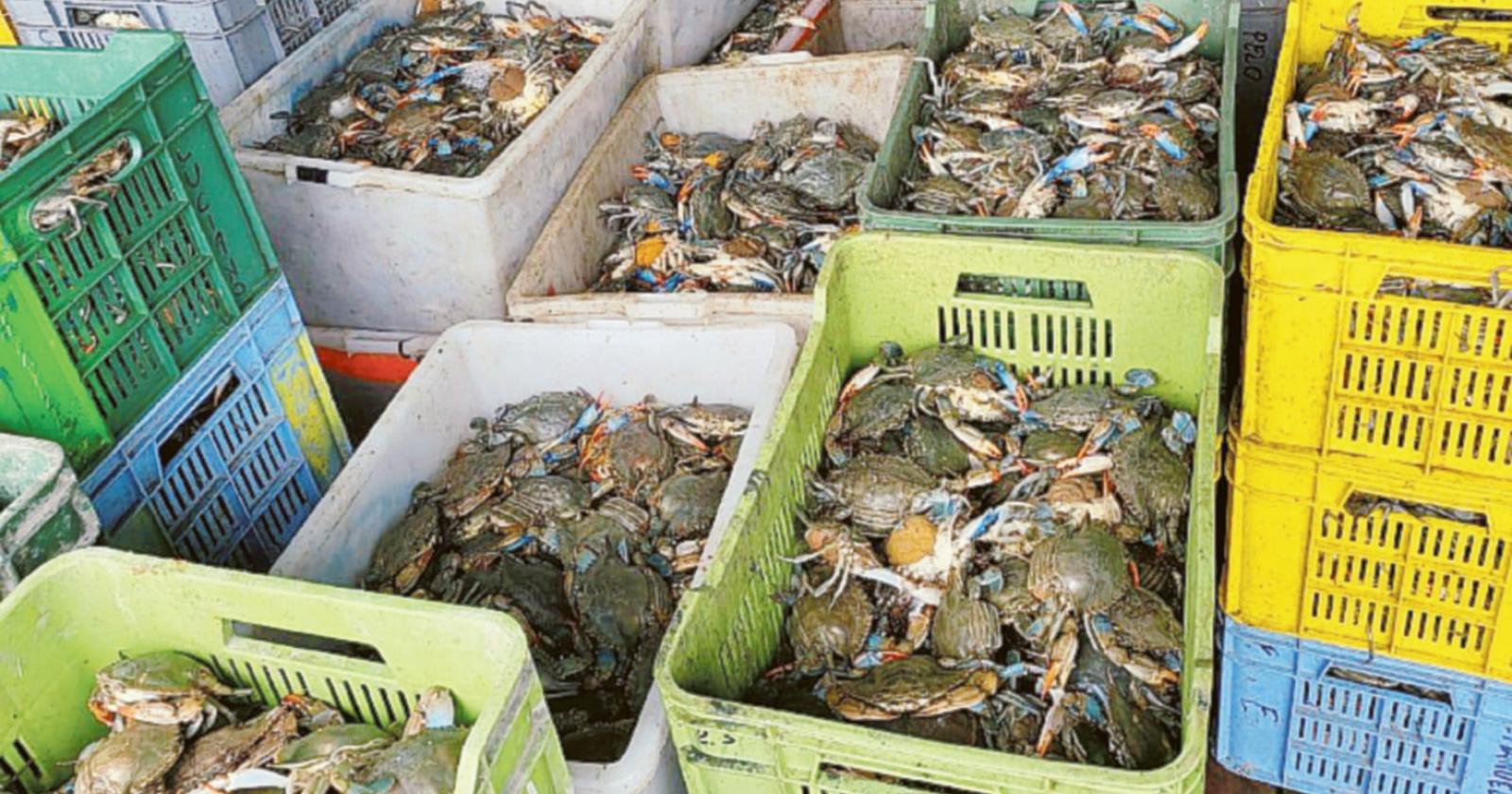 Granchio blu, 92 tonnellate rimosse