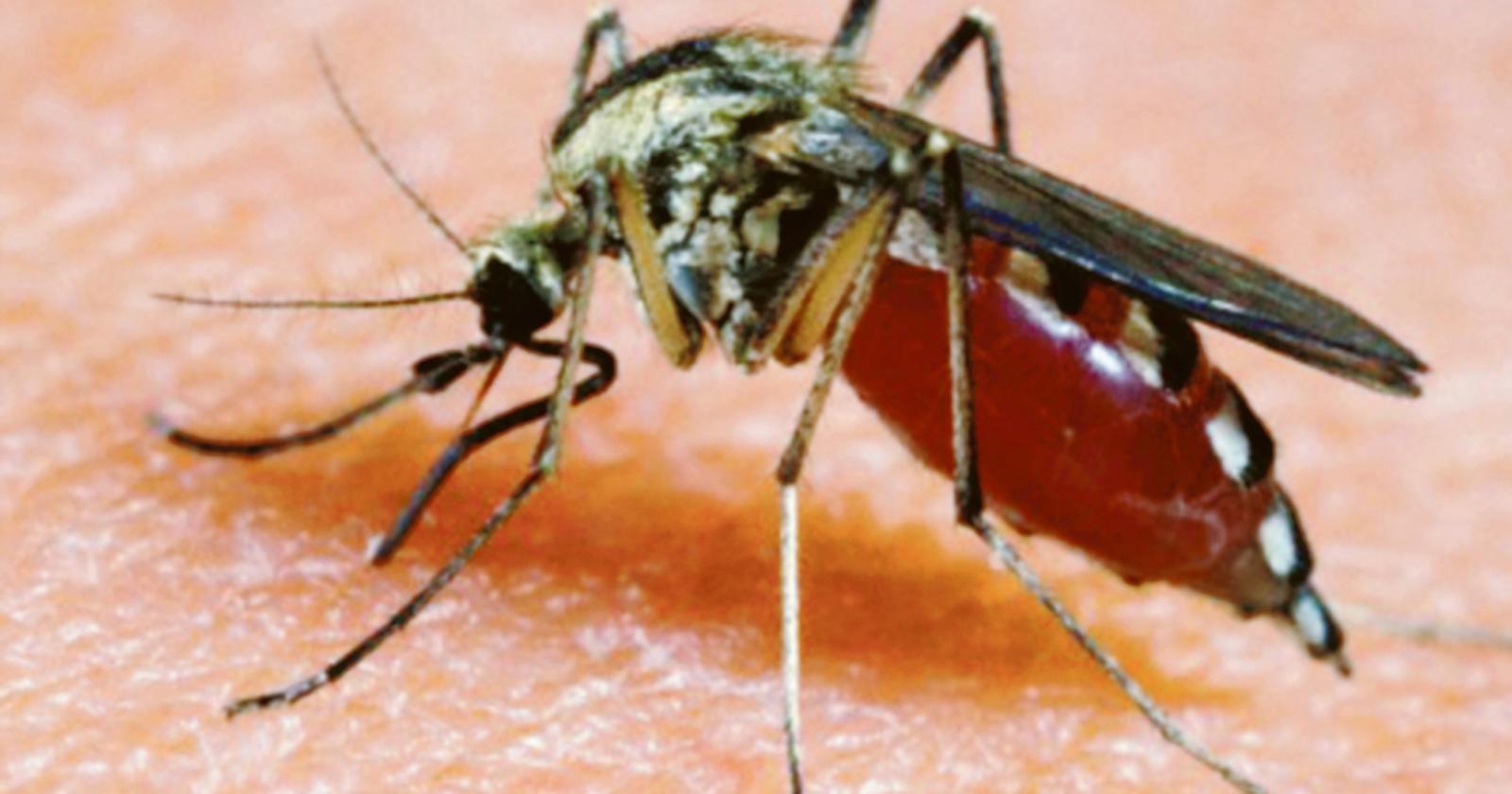 Scatta il piano anti zanzare