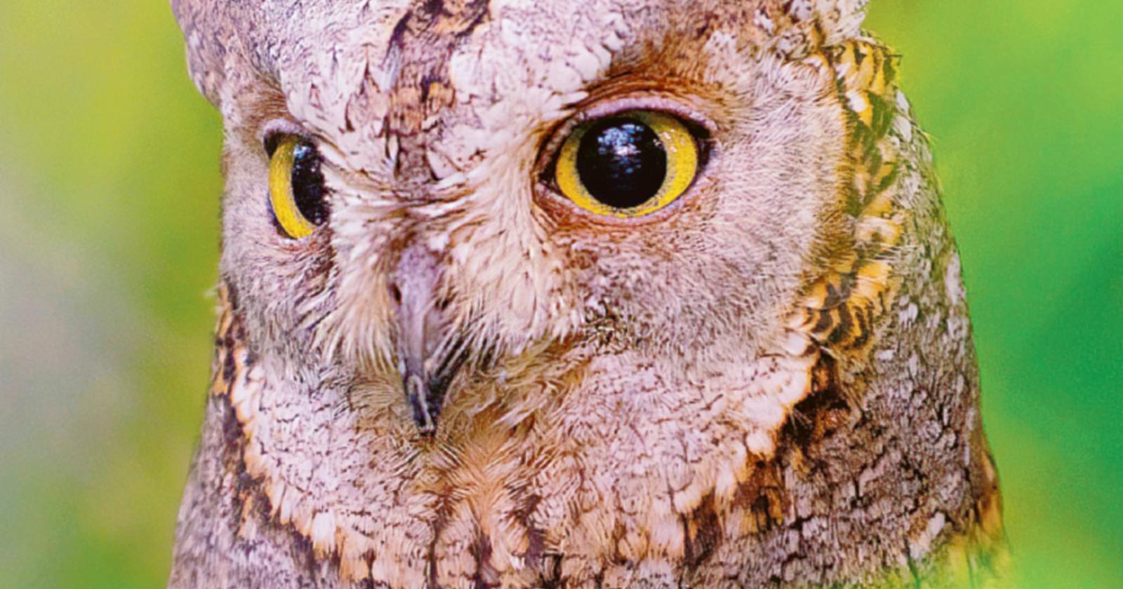 L’assiolo fa cucù in tutta la città