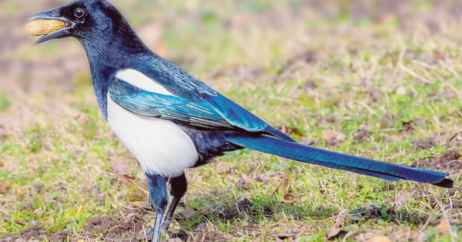 "Gli uccelli si mangiano i raccolti"