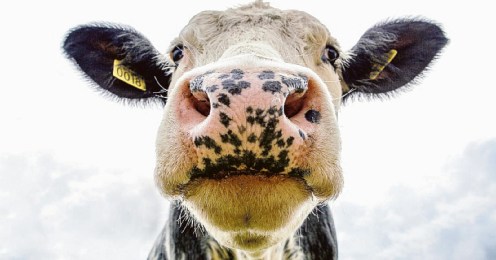 Affrontare la sfida dell’antibiotico-resistenza 
