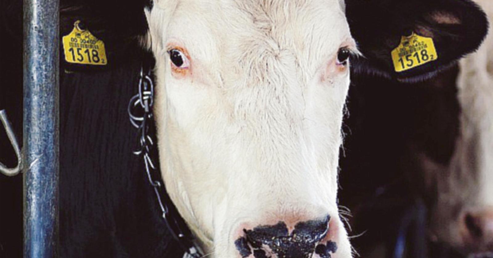 In sofferenza anche gli animali