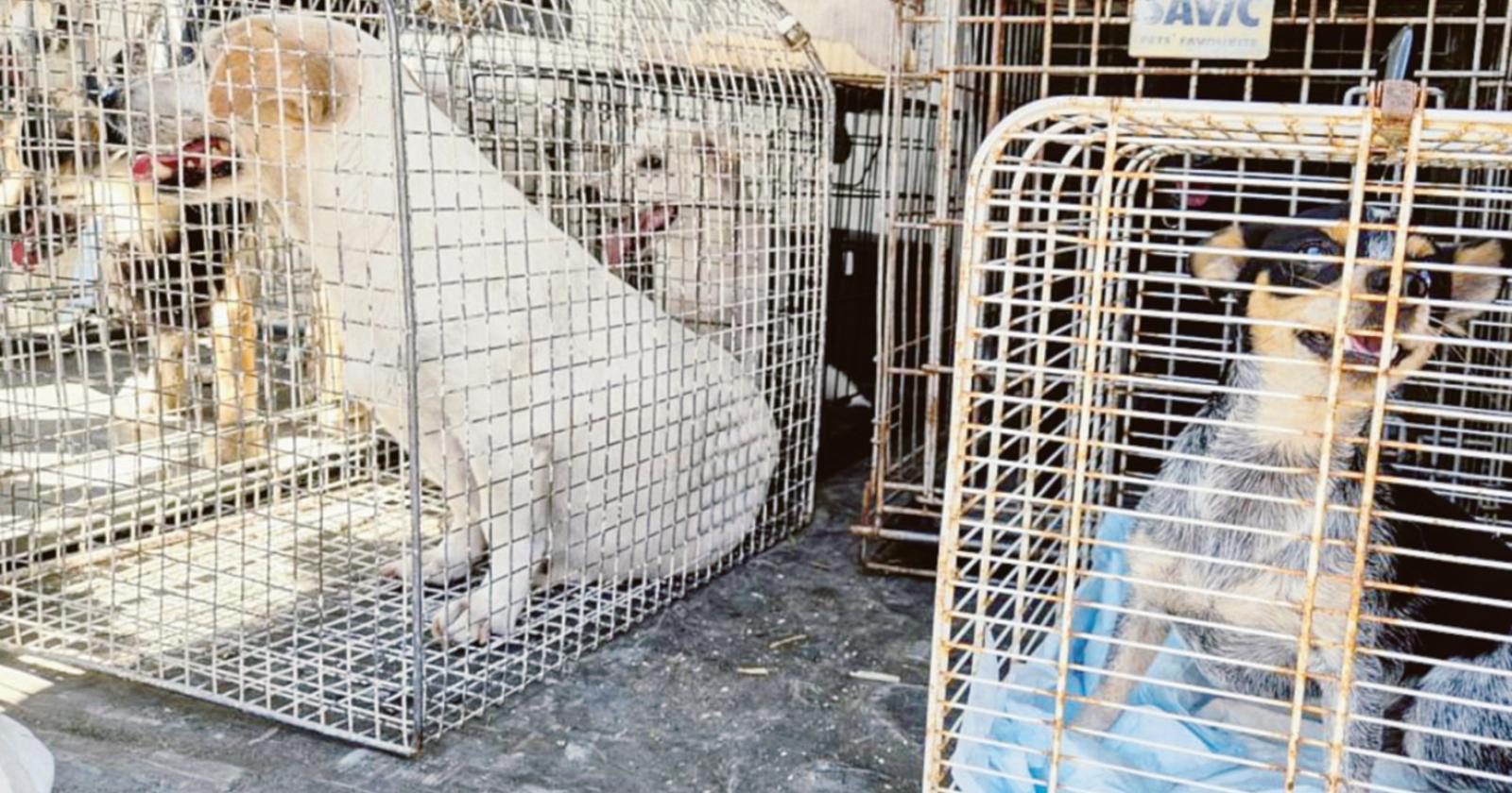 Crescono i reati contro gli animali