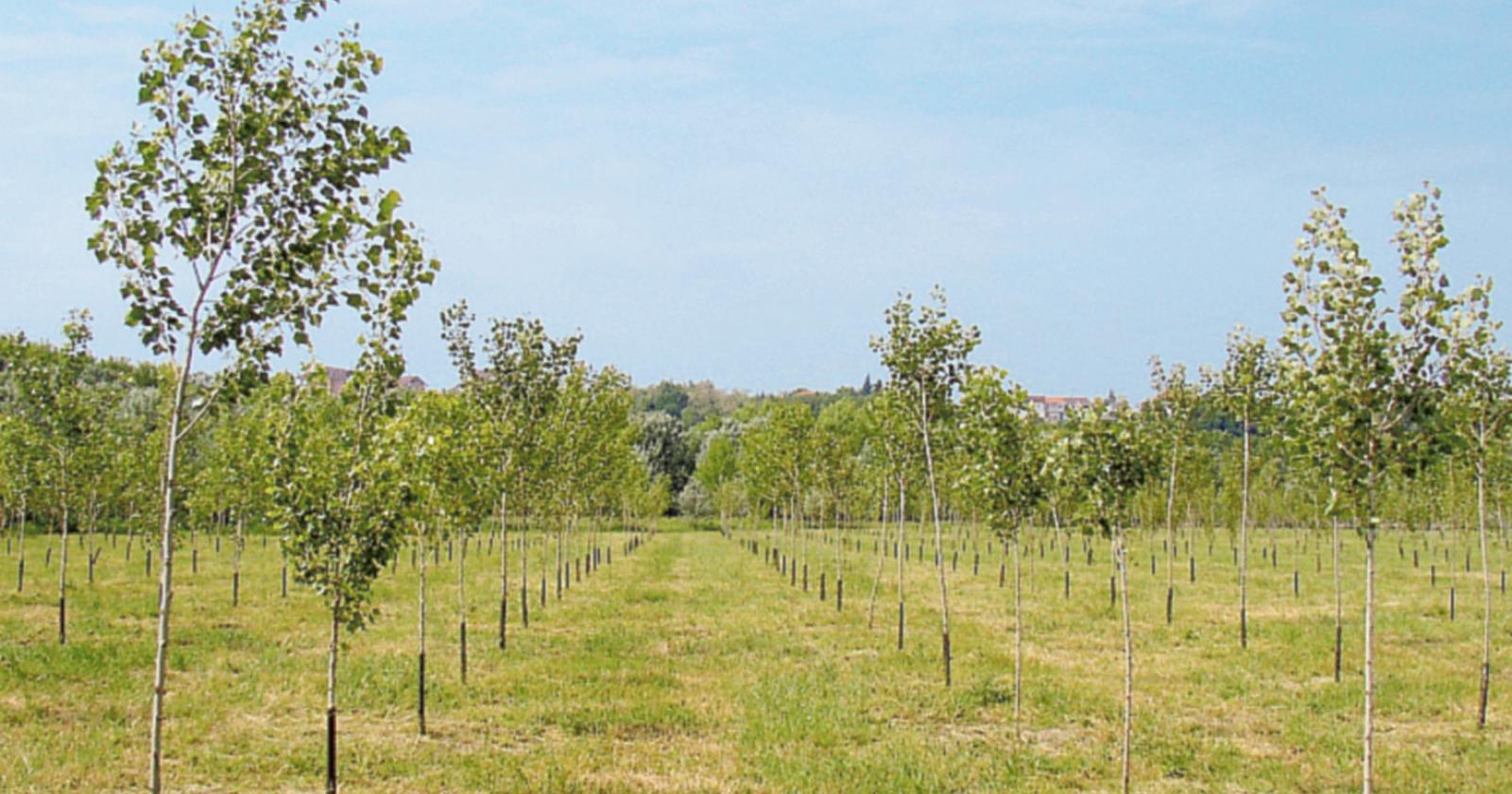 Alberi gratis per l&rsquo;ambiente