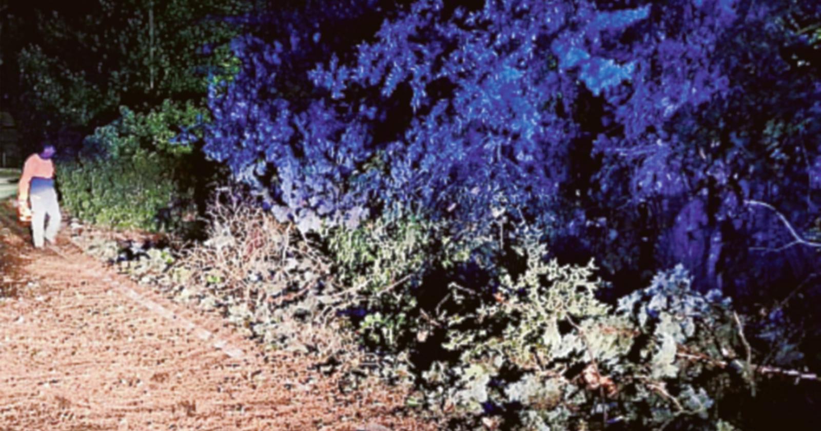 Maltempo: rami e alberi in strada