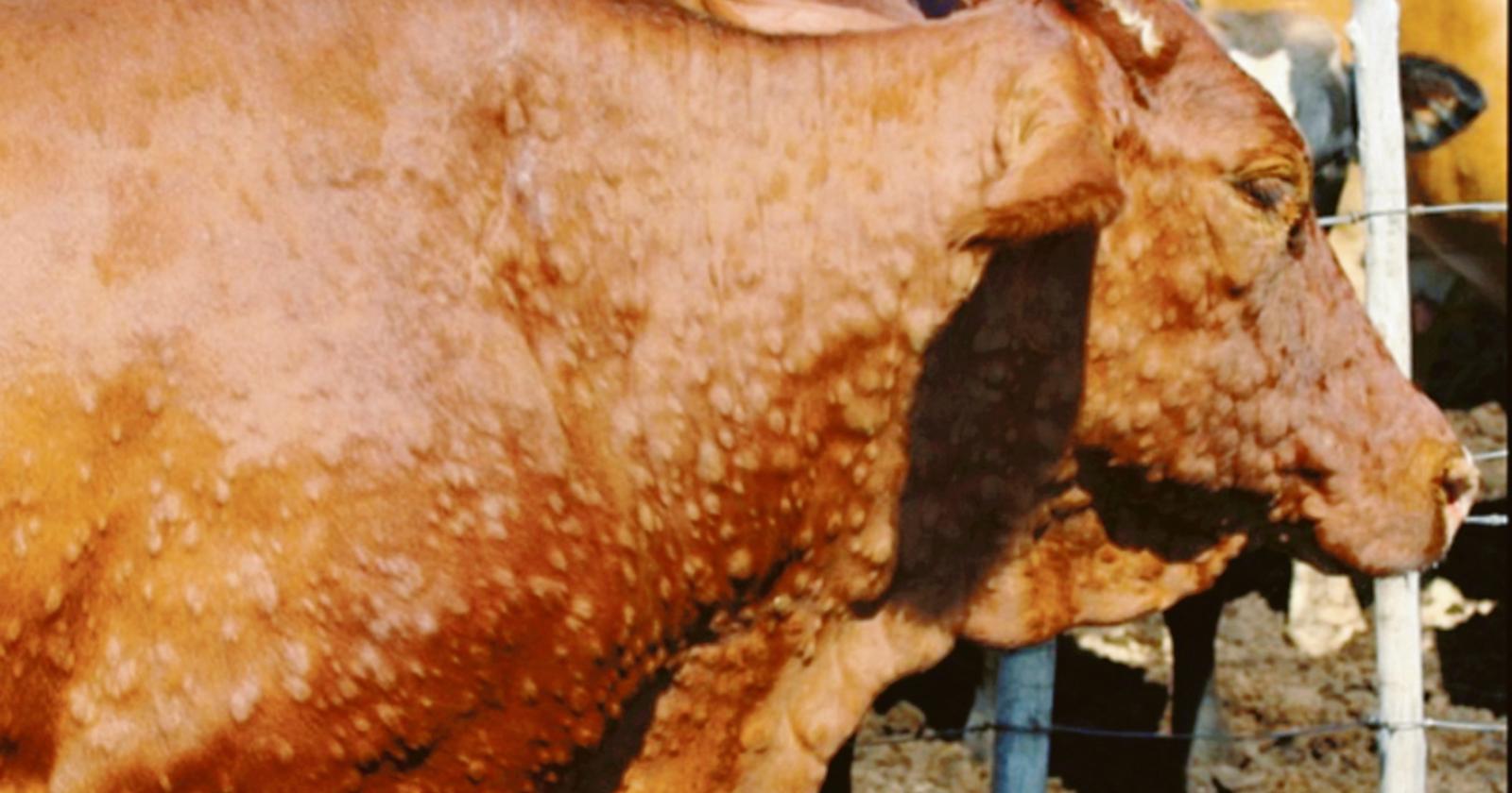 Virus bovino, allerta in Polesine