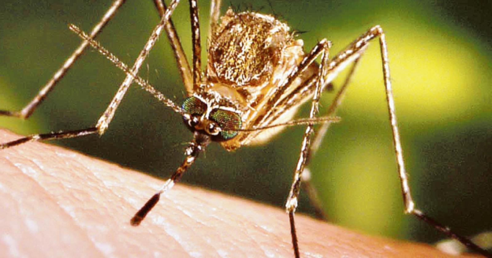 West Nile: ci risiamo