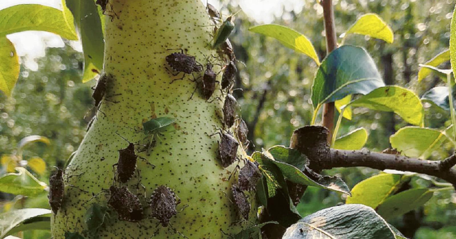 Insetti killer, danni all&rsquo;agricoltura