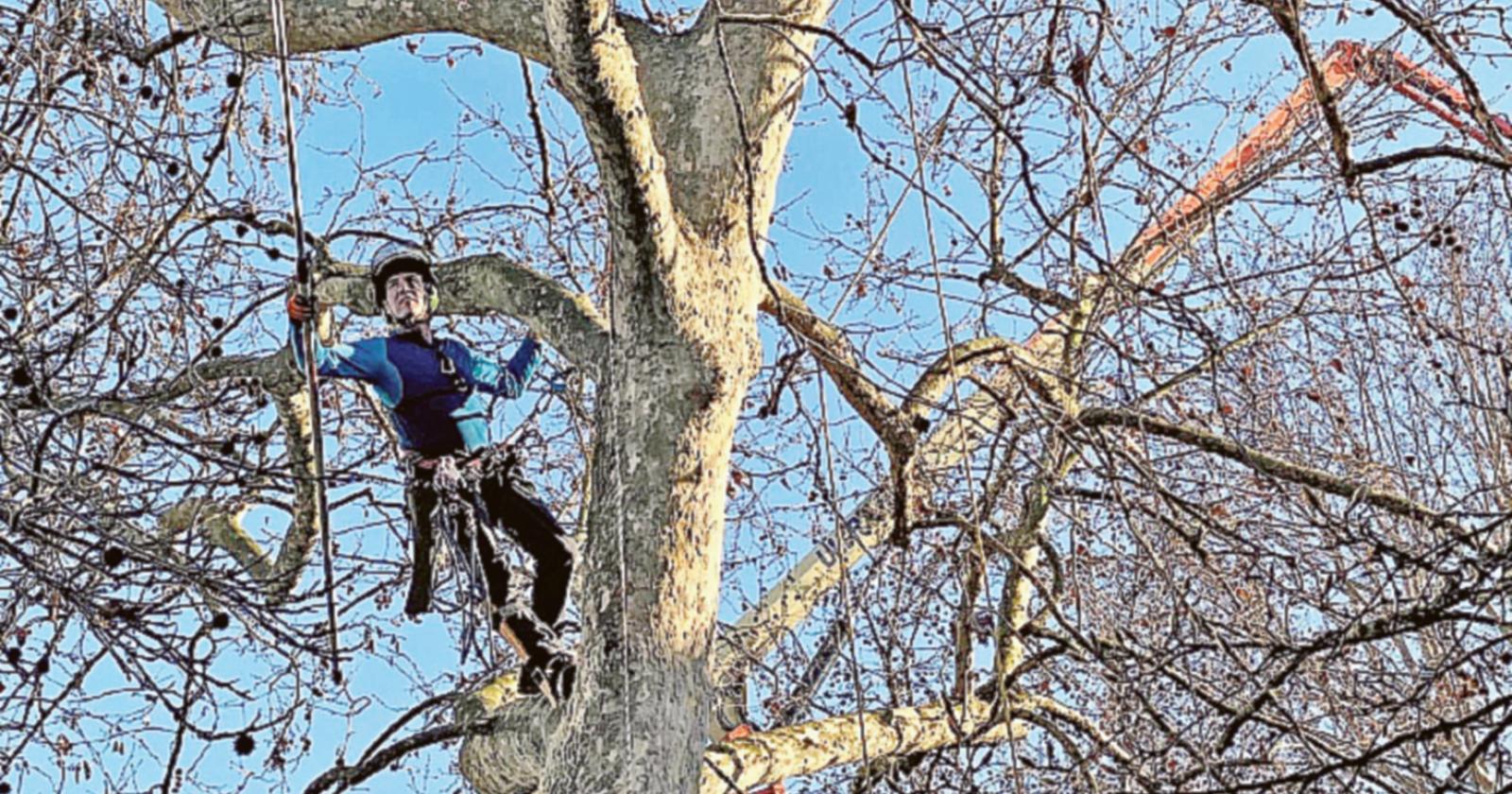 Via Peschiera, potature in corso