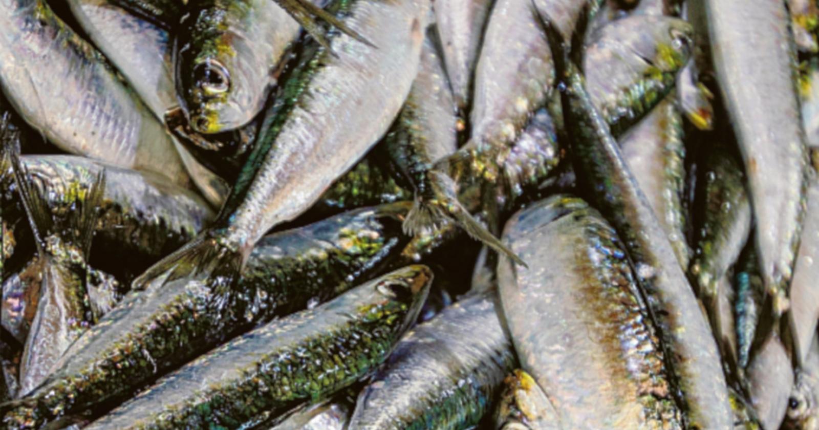 Pesca, il pesce azzurro traina il territorio