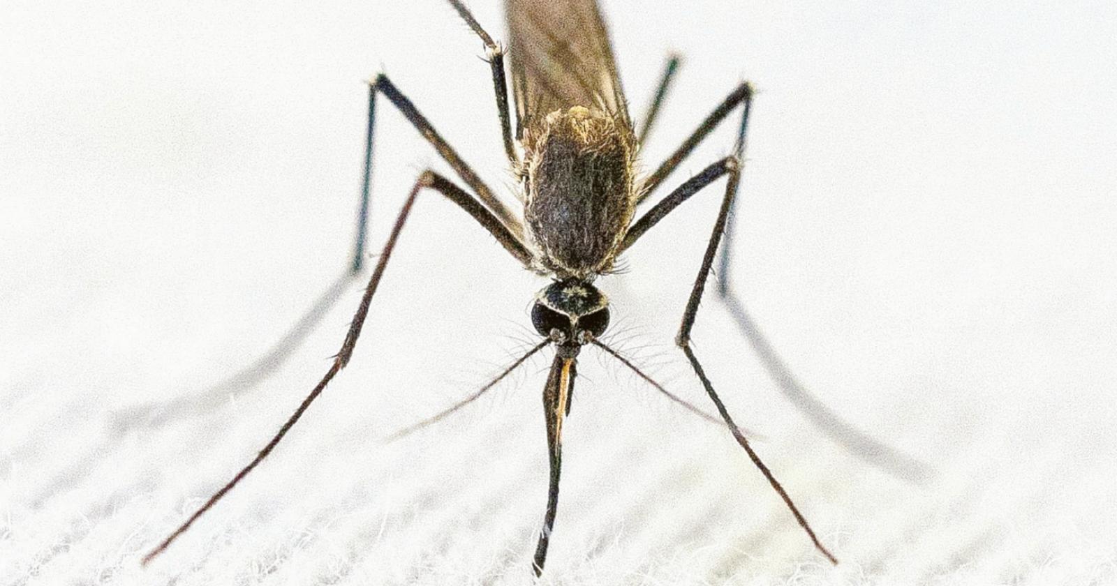 West Nile, c’è un altro contagio