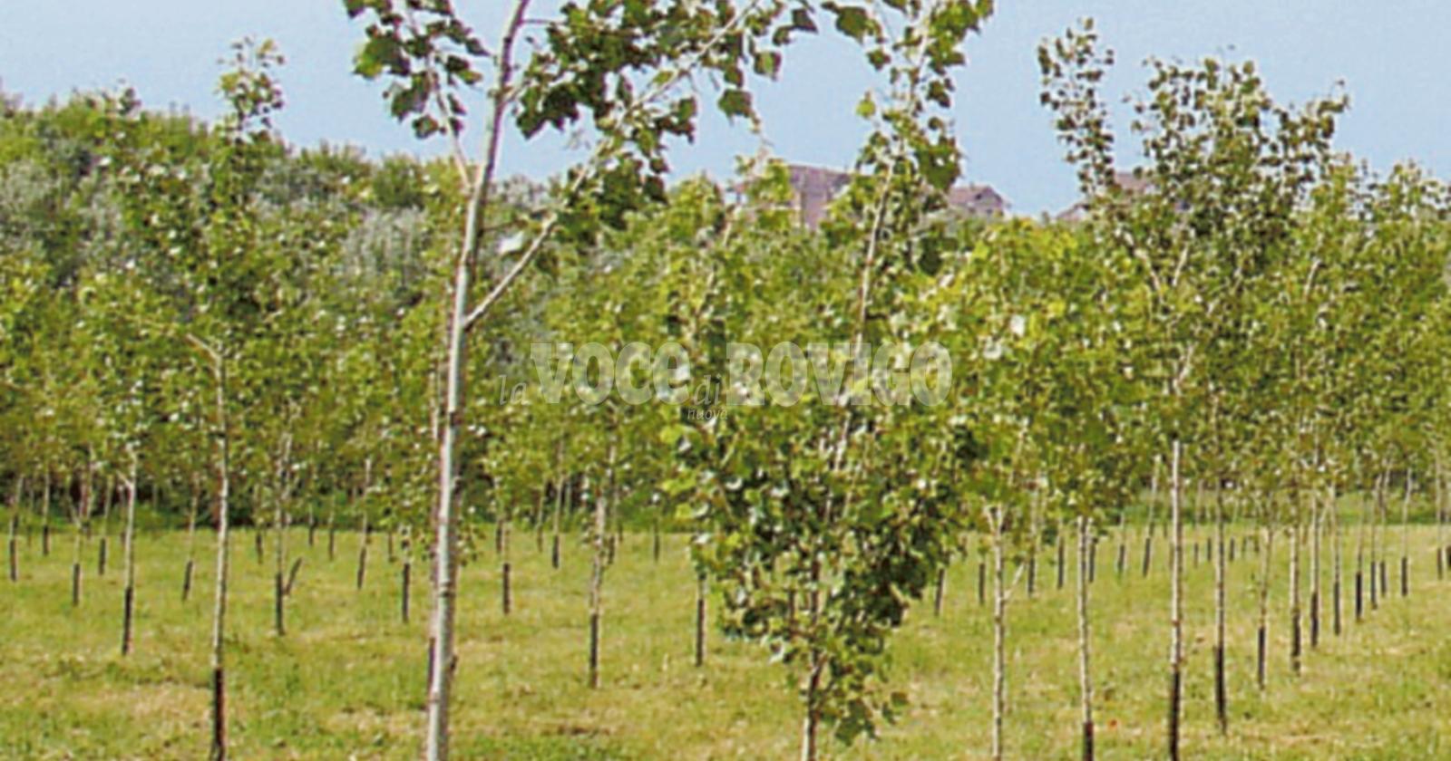 Tante piantine per le famiglie