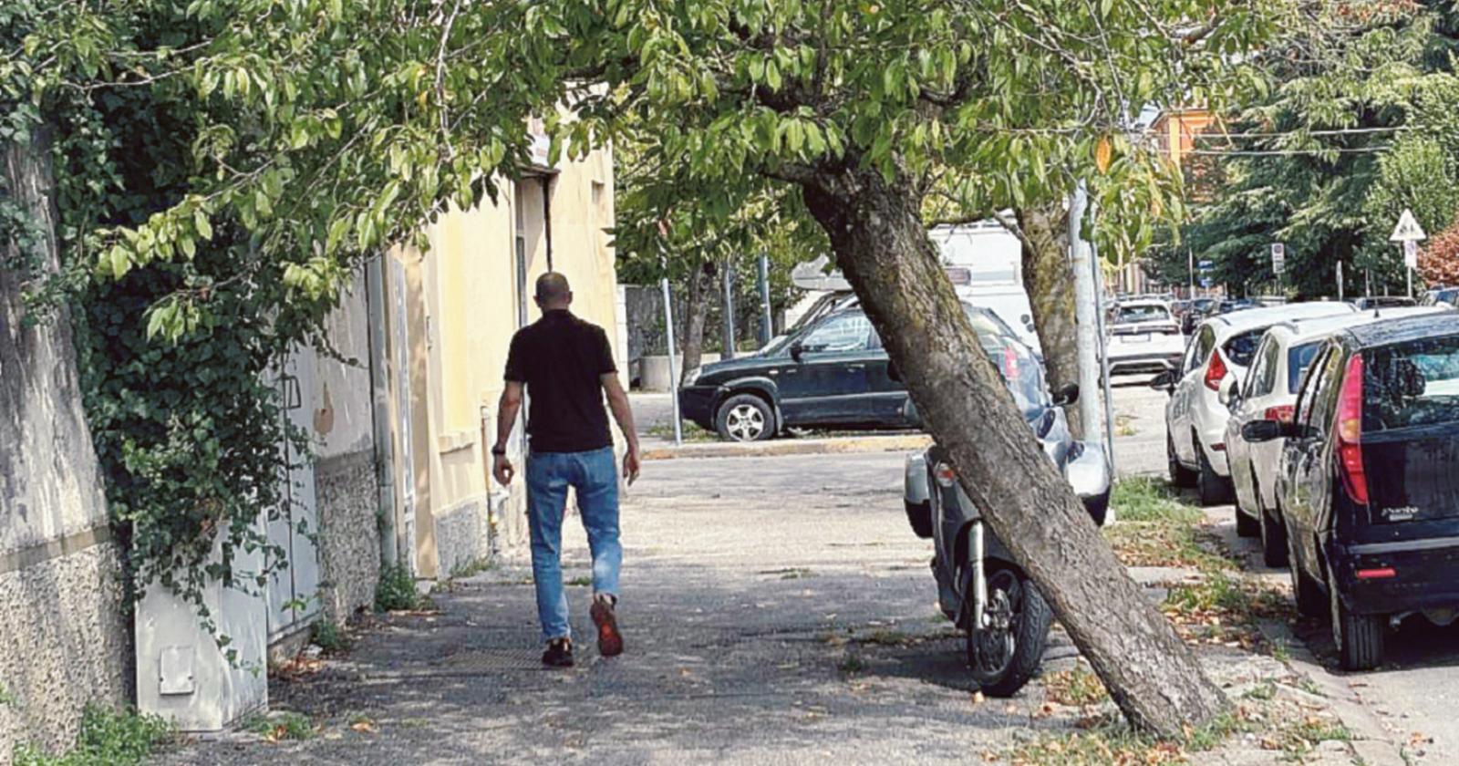 Alberi morti, piante inclinate