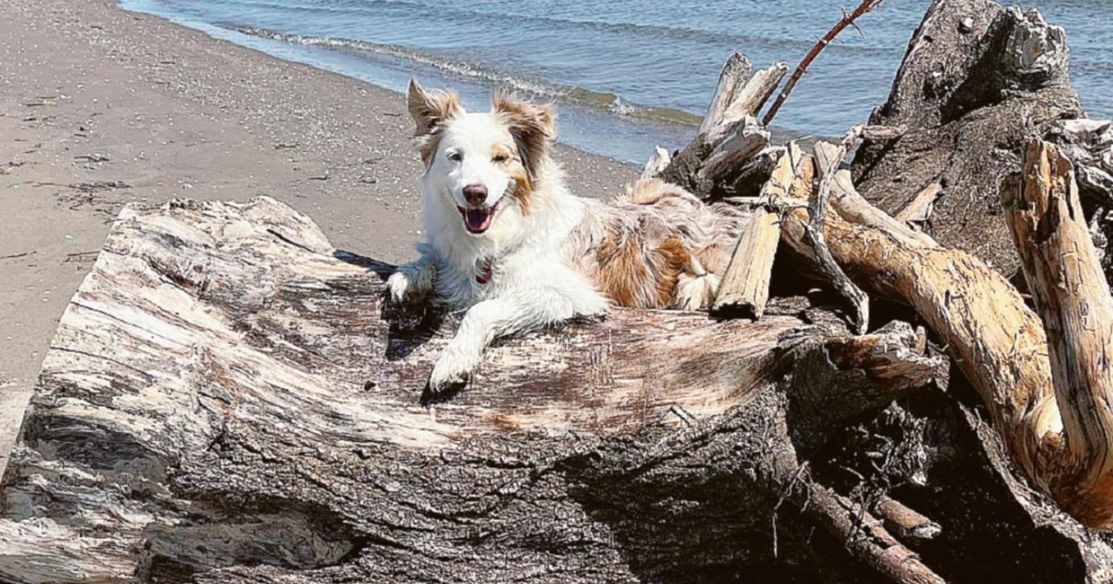Agonia di Lamù, “uccisa da cani incustoditi”