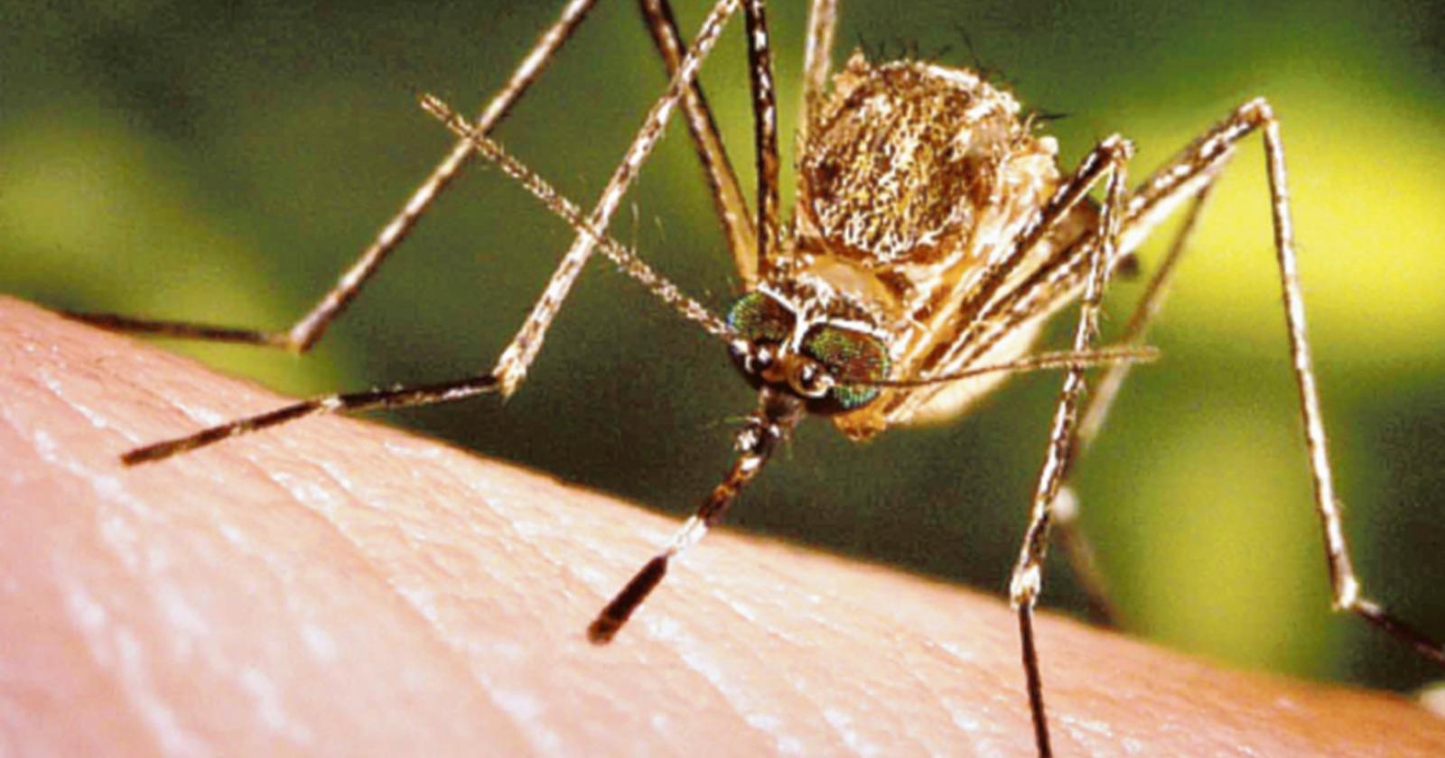 West Nile, non è finita: un altro caso
