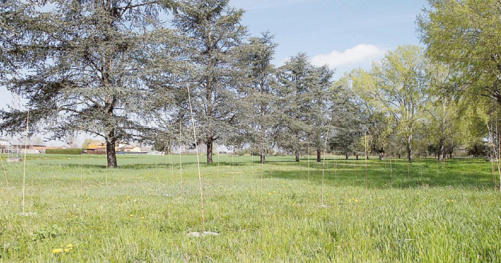 Novanta alberi per una cultura eco