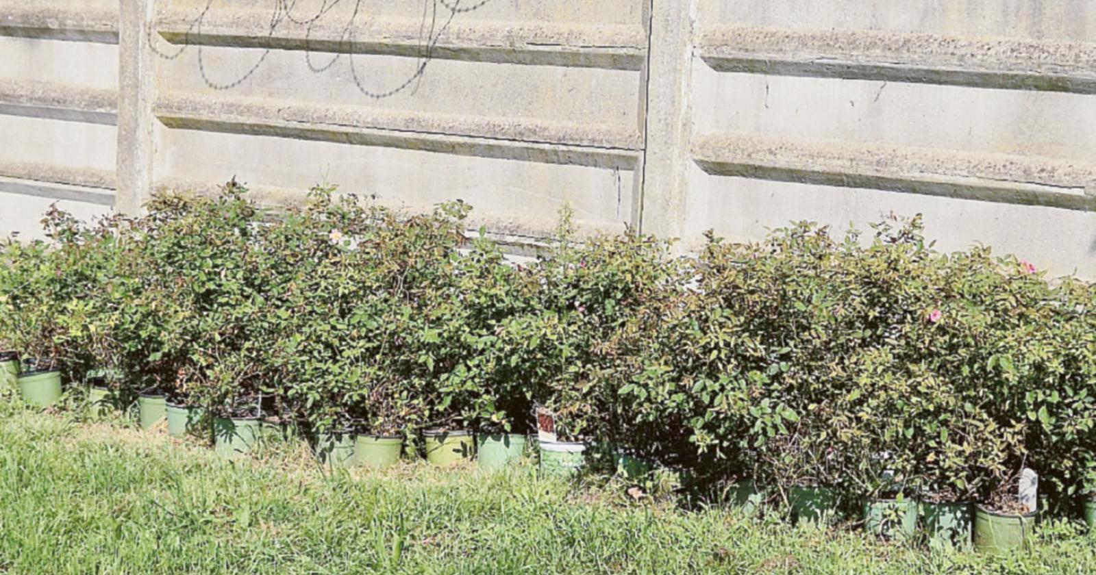 Viale Trieste, spuntano le rose