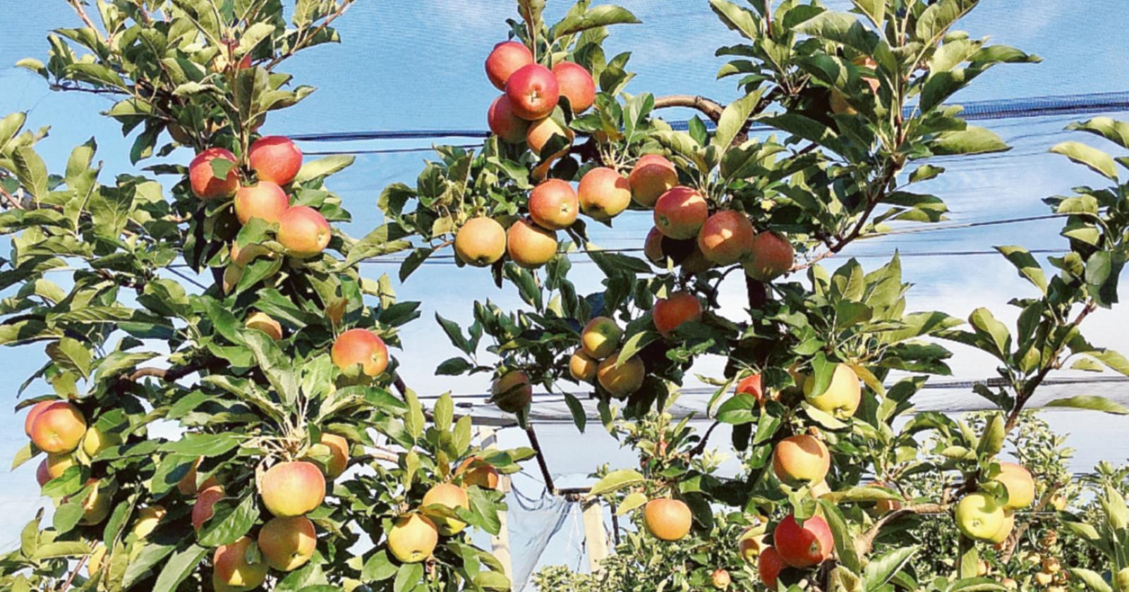 Pere, anno no: sorpasso delle mele