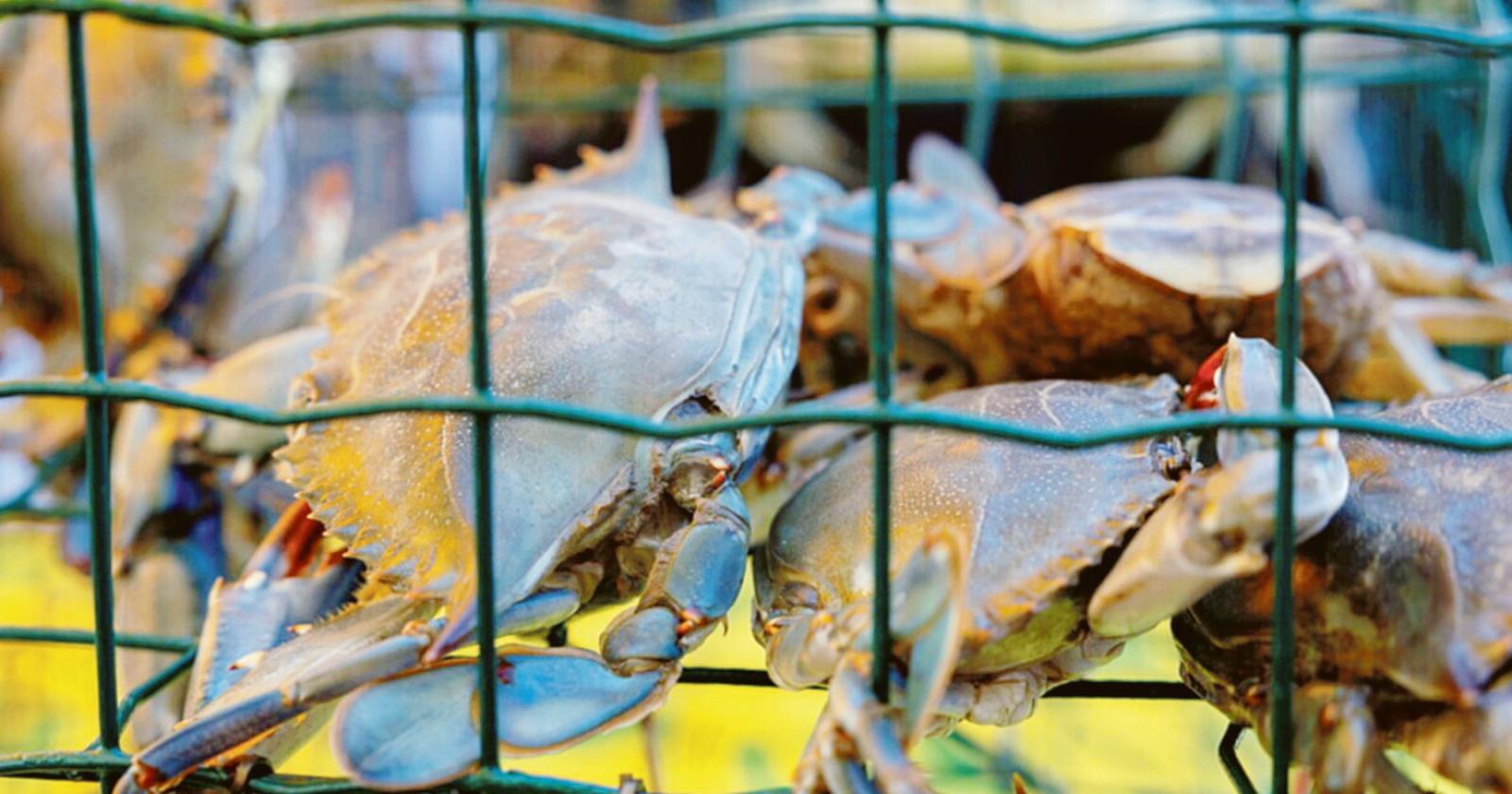 “Tutti uniti contro l’invasore”