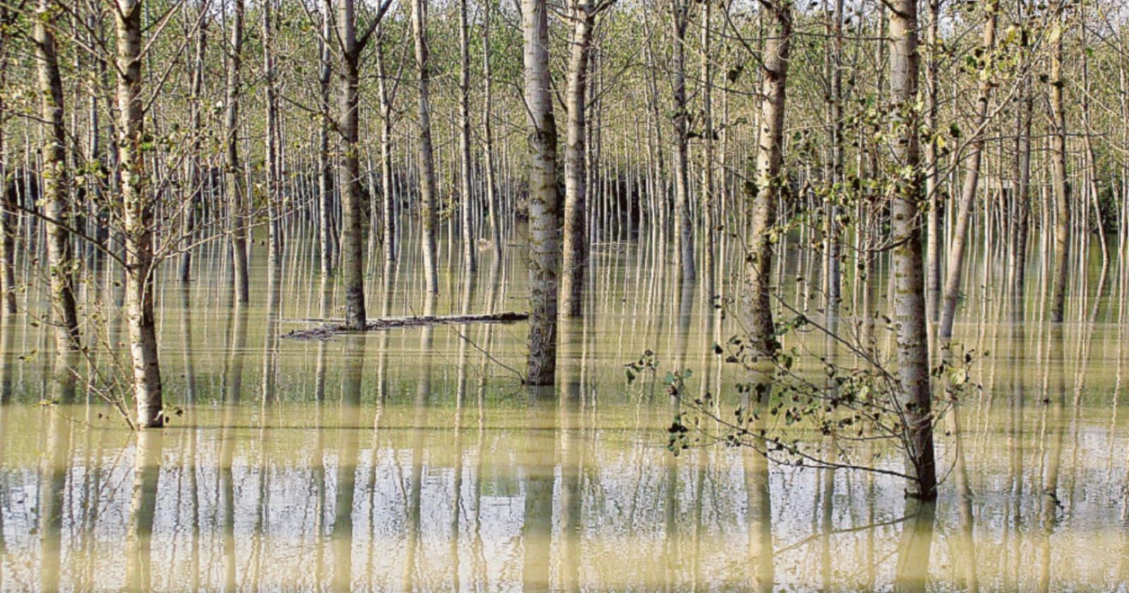 Una risposta ai cambiamenti climatici
