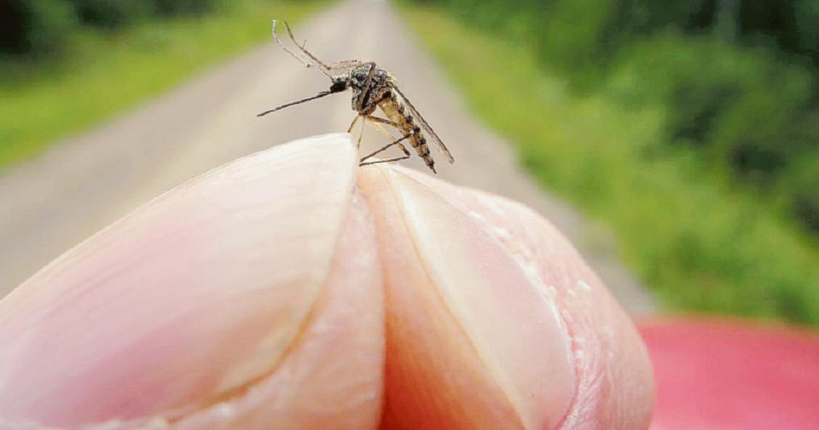 West Nile, colpo di coda autunnale