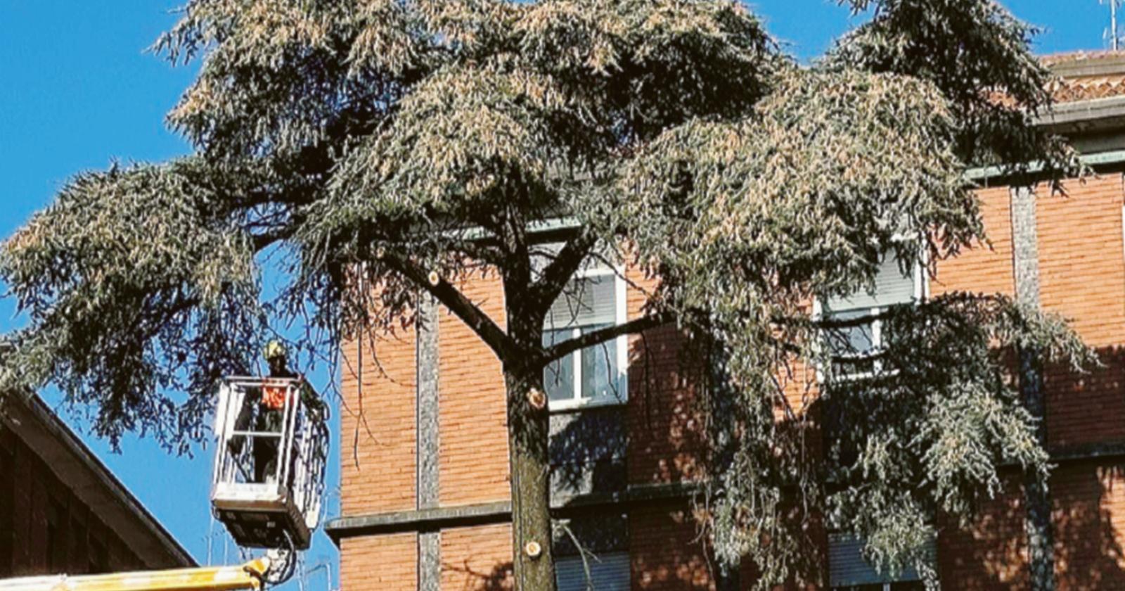 Il cedro del Libano non c’è più