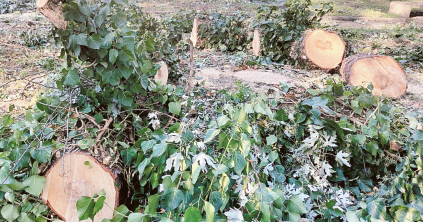 Un'altra strage di alberi