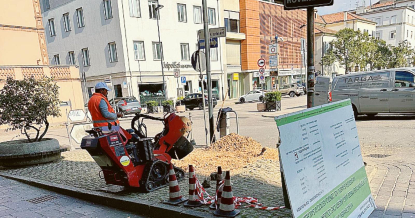 Lipu sul cedro: “Si poteva salvare”