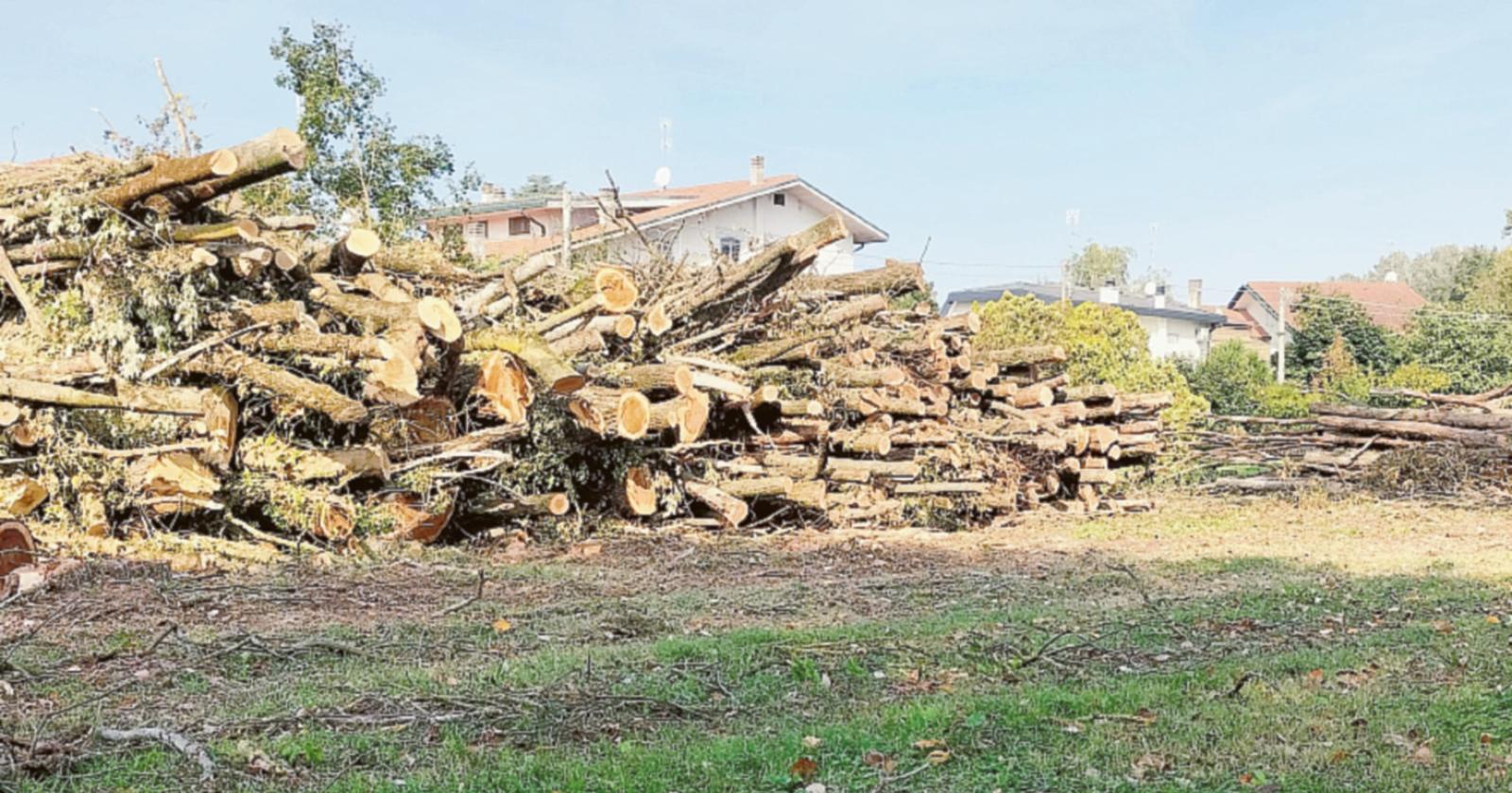 Oltre cento gli alberi abbattuti