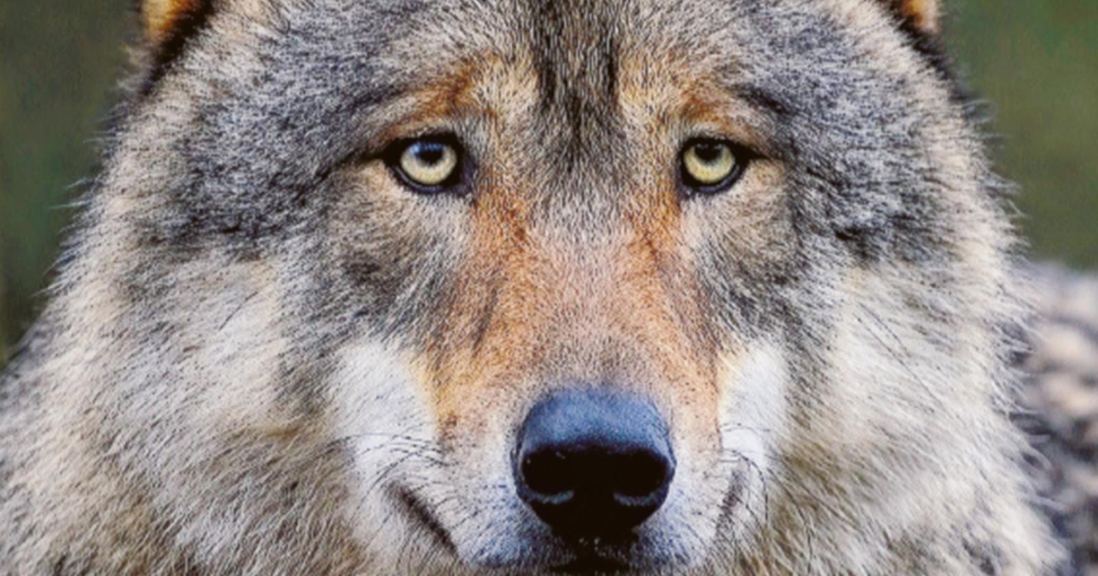 Arrivano i cani anti lupo