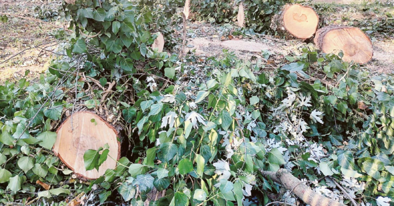 Rovigo bocciata per aria e alberi