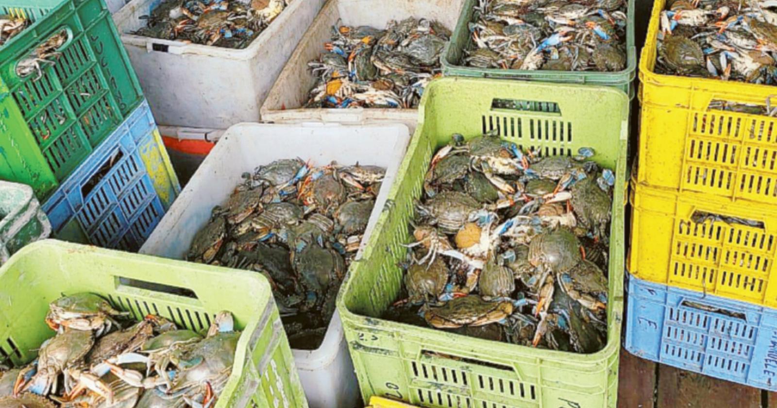 Granchi blu, è tempo di bilanci
