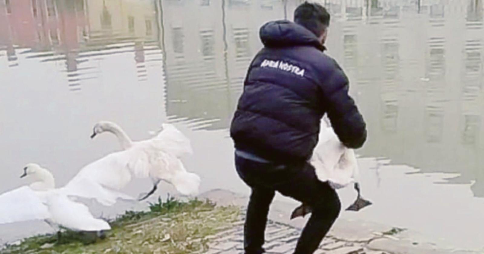 Cigno liberato da amo e lenza