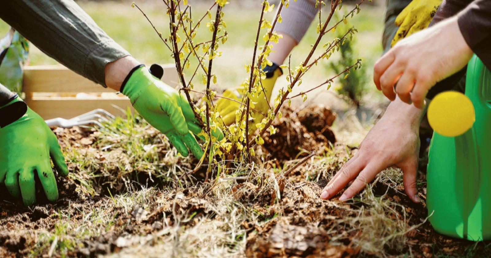 Per le famiglie pronti 300 alberi