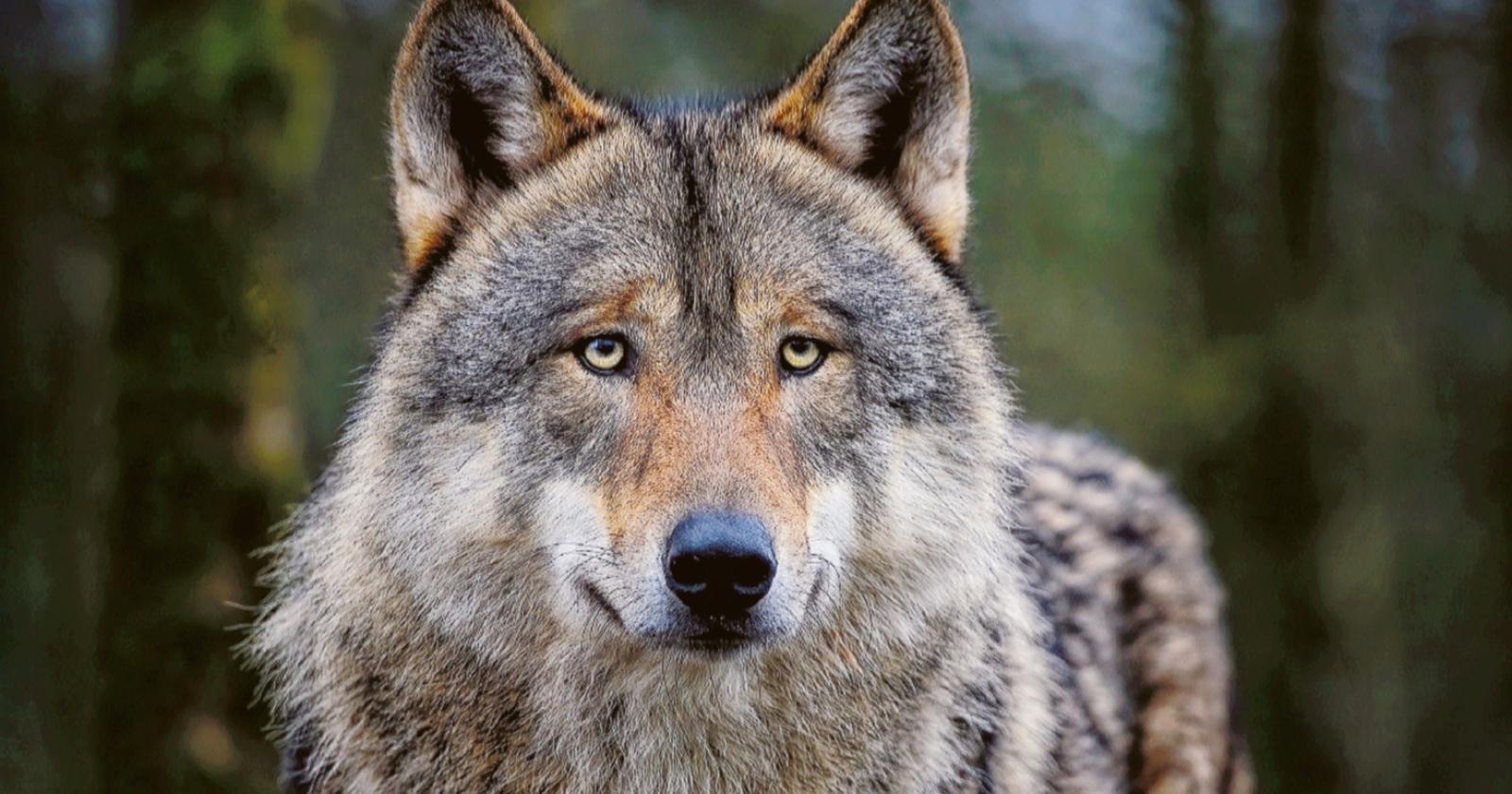 Nuovo faccia a faccia con il lupo