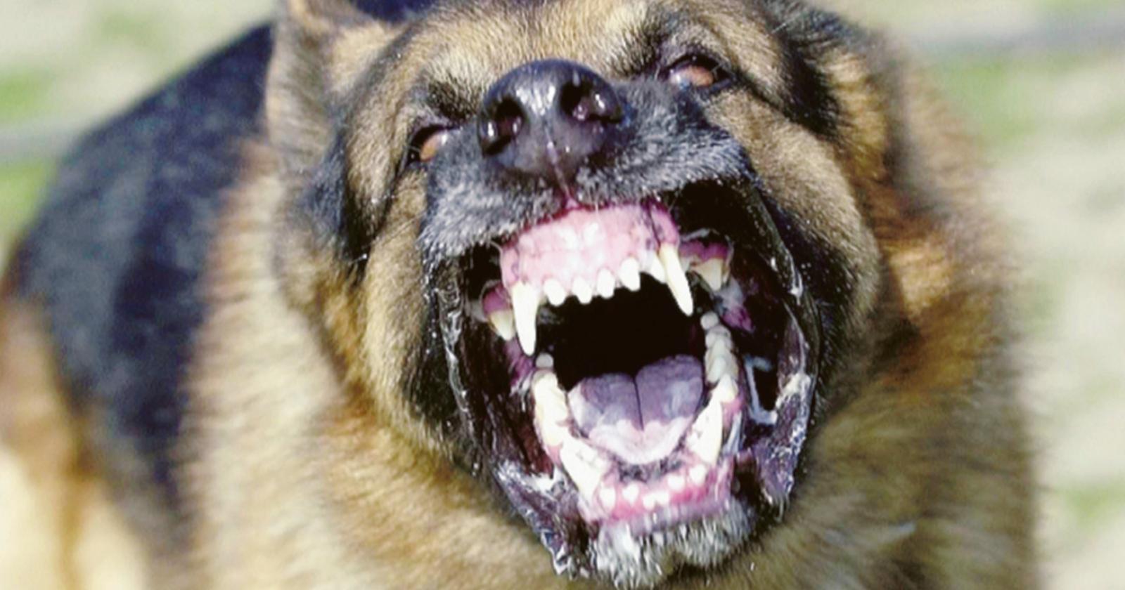 Aggredito e sbranato sotto gli occhi della padrona