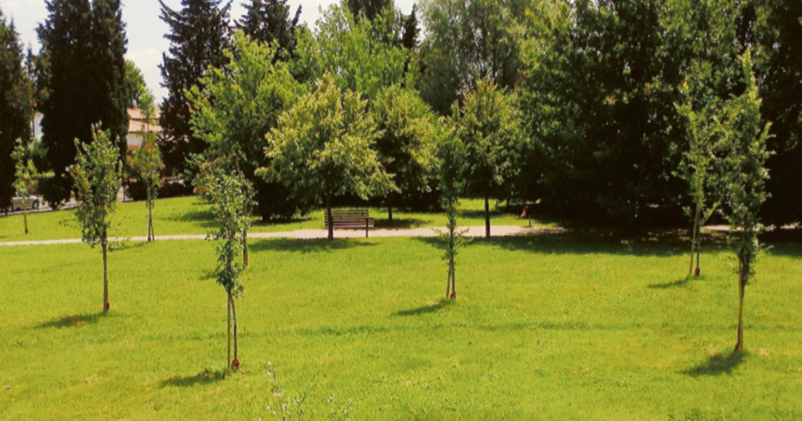 Parte la distribuzione degli alberi
