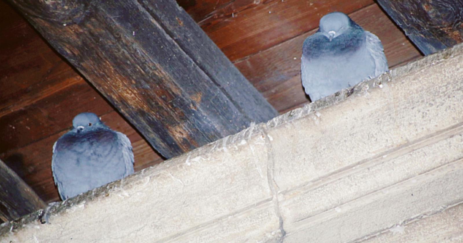 Rotonda imbrattata dai piccioni