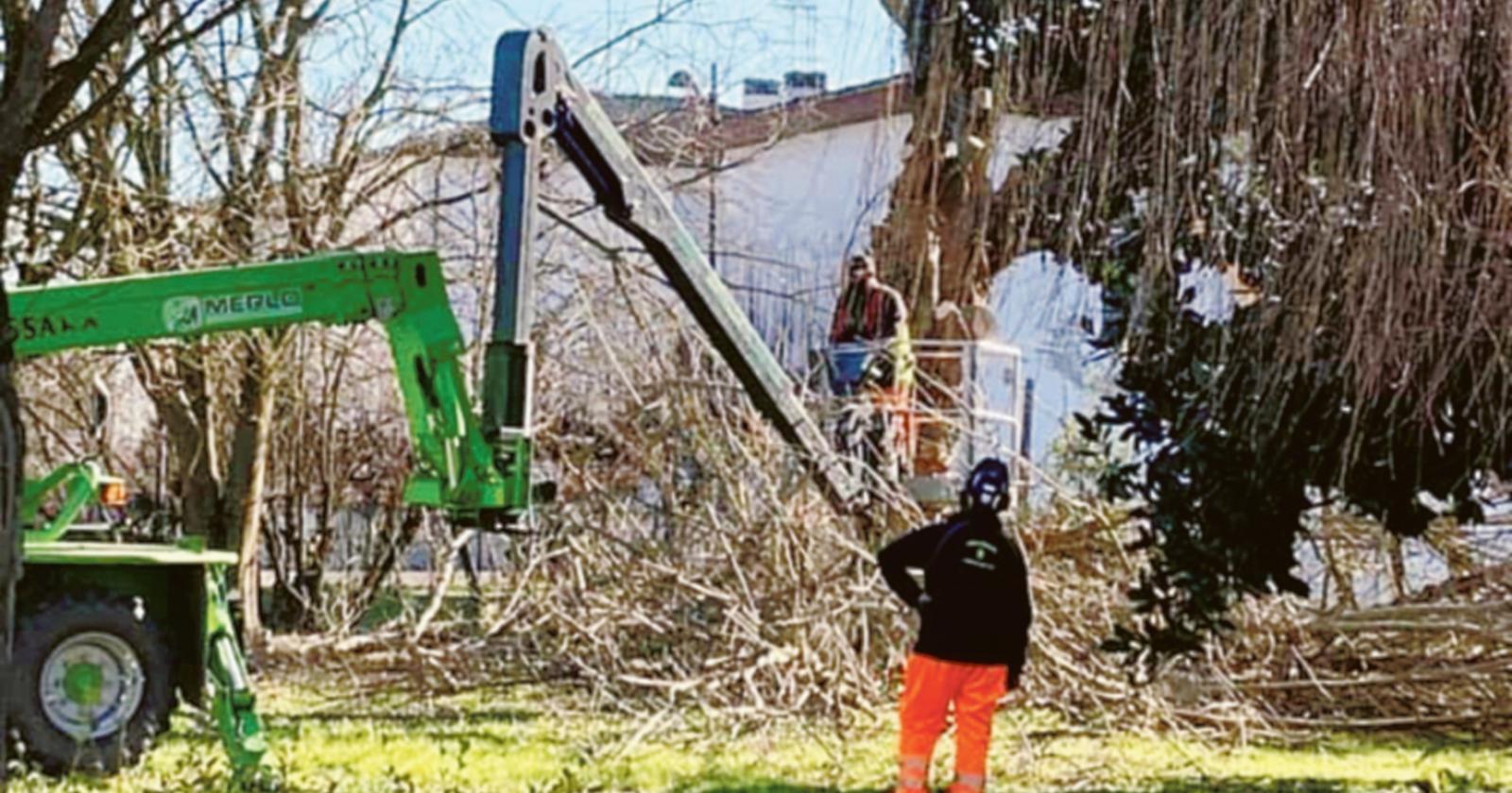 Alberi, nuova tranche di potature