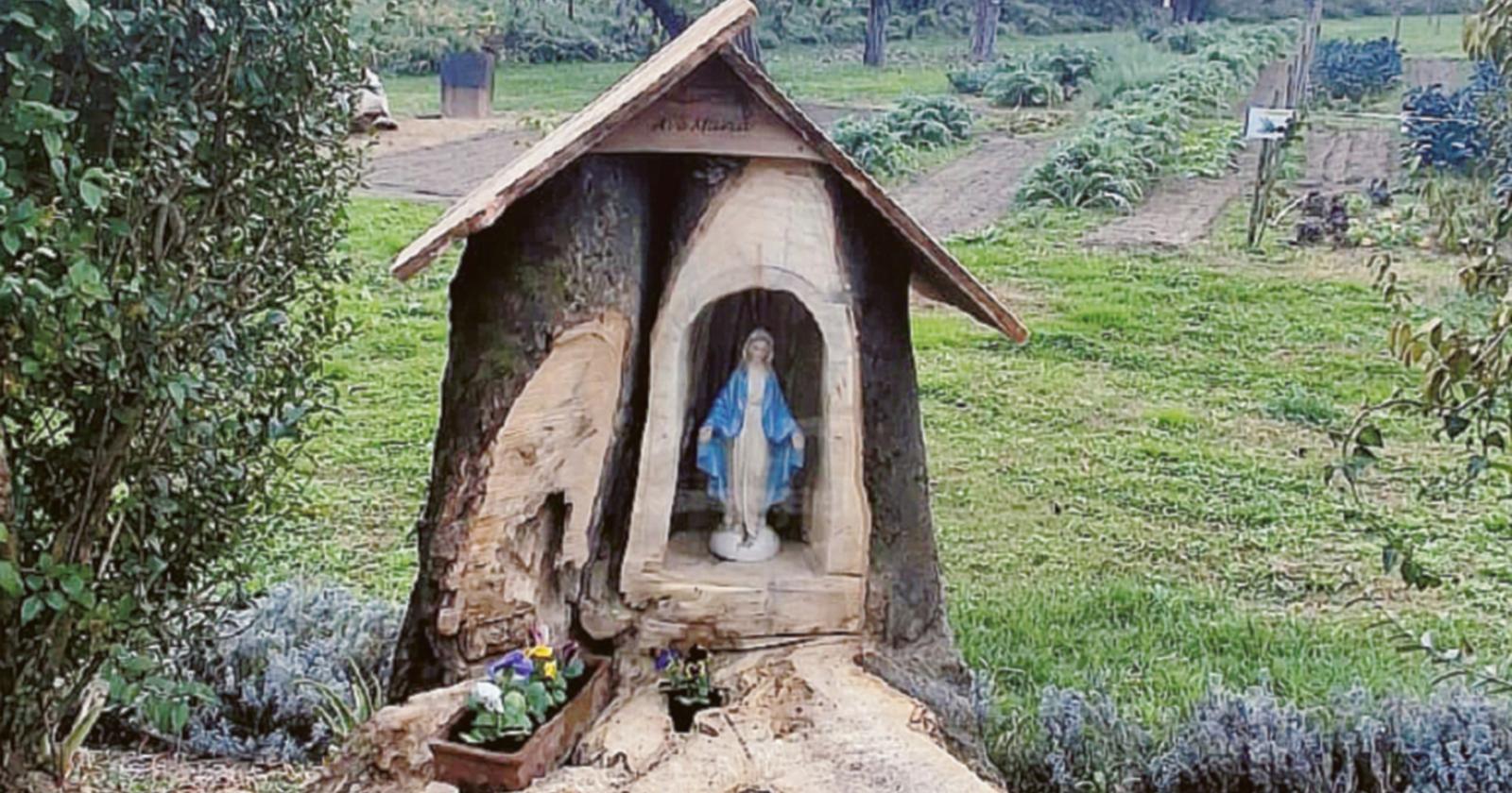 Da albero a nuova “casa”