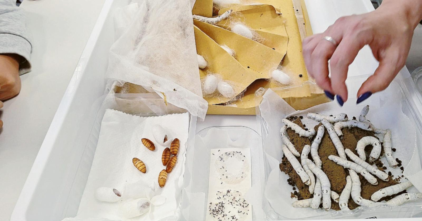 Dal baco al gelso, si celebra l’albero