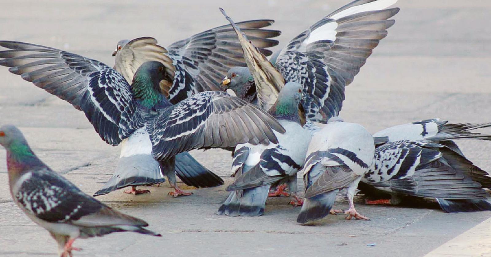 Piccioni, scattano gli interventi