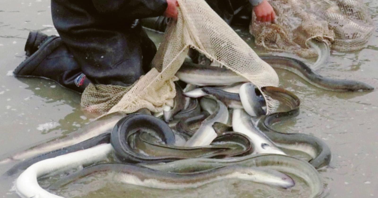 In campo per proteggere l’anguilla