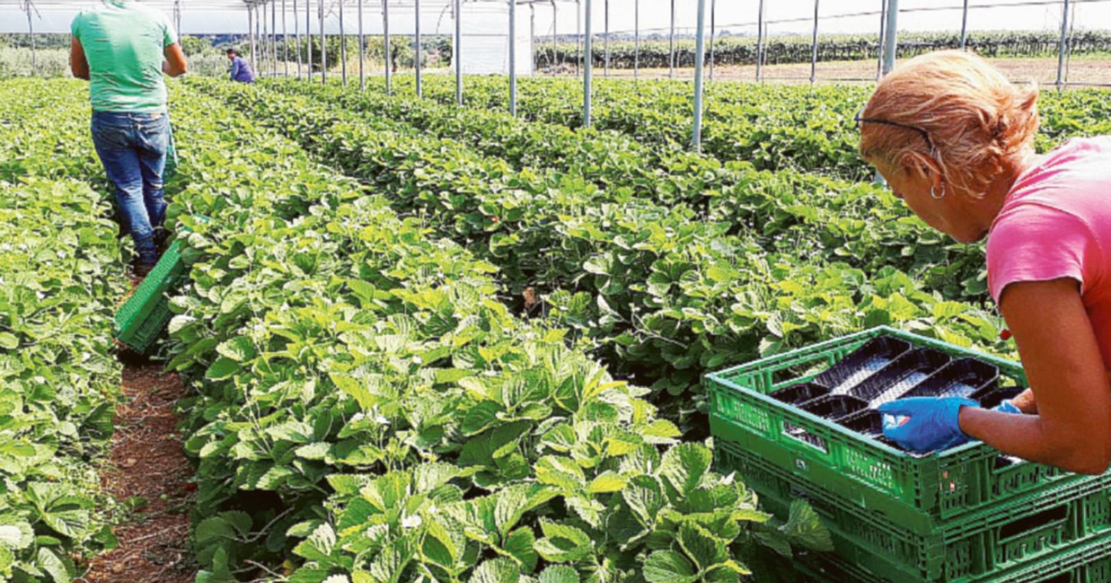 Agricoltura in braccia immigrate