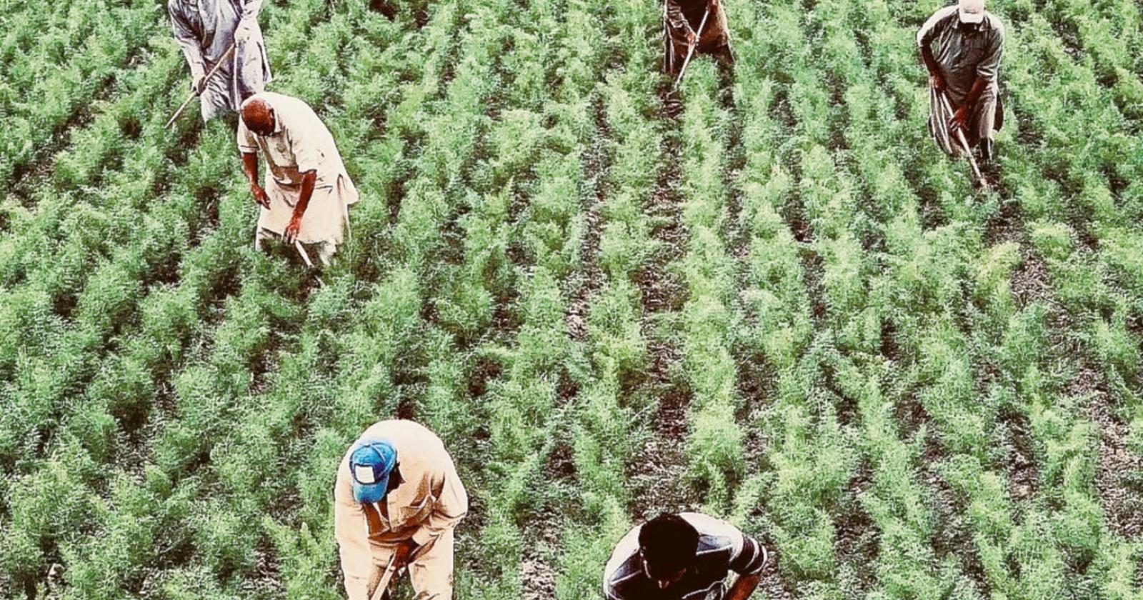 Intesa contro il caporalato nei campi