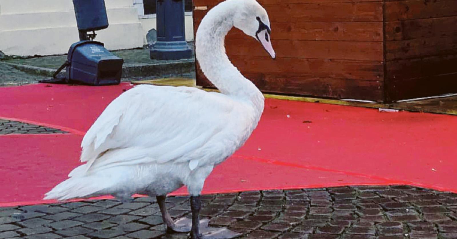 Cigno in difficolt&agrave; messo in salvo